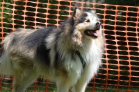 -Dateieigenschaften-Erstellungsdatum Lapphundetreffen Philippsthal 2022 (598).JPG