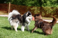 -Dateieigenschaften-Erstellungsdatum Lapphundetreffen Philippsthal 2022 (60).JPG