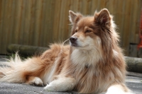 -Dateieigenschaften-Erstellungsdatum Lapphundetreffen Philippsthal 2022 (608).JPG
