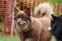-Dateieigenschaften-Erstellungsdatum Lapphundetreffen Philippsthal 2022 (618).JPG