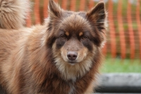 -Dateieigenschaften-Erstellungsdatum Lapphundetreffen Philippsthal 2022 (620).JPG