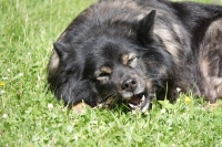 -Dateieigenschaften-Erstellungsdatum Lapphundetreffen Philippsthal 2022 (66).JPG