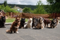 -Dateieigenschaften-Erstellungsdatum Lapphundetreffen Philippsthal 2022 (662).JPG