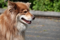 -Dateieigenschaften-Erstellungsdatum Lapphundetreffen Philippsthal 2022 (68).JPG
