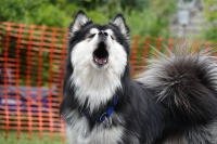 -Dateieigenschaften-Erstellungsdatum Lapphundetreffen Philippsthal 2022 (693).JPG