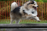 -Dateieigenschaften-Erstellungsdatum Lapphundetreffen Philippsthal 2022 (729).JPG