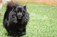 -Dateieigenschaften-Erstellungsdatum Lapphundetreffen Philippsthal 2022 (74).JPG