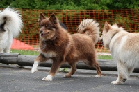 -Dateieigenschaften-Erstellungsdatum Lapphundetreffen Philippsthal 2022 (745).JPG