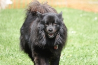 -Dateieigenschaften-Erstellungsdatum Lapphundetreffen Philippsthal 2022 (75).JPG