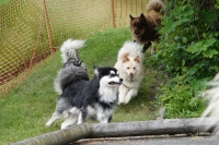 -Dateieigenschaften-Erstellungsdatum Lapphundetreffen Philippsthal 2022 (750).JPG