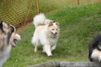 -Dateieigenschaften-Erstellungsdatum Lapphundetreffen Philippsthal 2022 (763).JPG