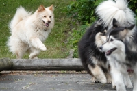 -Dateieigenschaften-Erstellungsdatum Lapphundetreffen Philippsthal 2022 (764).JPG