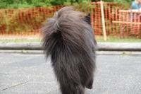 -Dateieigenschaften-Erstellungsdatum Lapphundetreffen Philippsthal 2022 (769).JPG