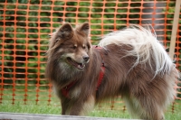 -Dateieigenschaften-Erstellungsdatum Lapphundetreffen Philippsthal 2022 (781).JPG