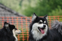 -Dateieigenschaften-Erstellungsdatum Lapphundetreffen Philippsthal 2022 (792).JPG
