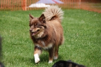 -Dateieigenschaften-Erstellungsdatum Lapphundetreffen Philippsthal 2022 (81).JPG