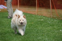 -Dateieigenschaften-Erstellungsdatum Lapphundetreffen Philippsthal 2022 (83).JPG