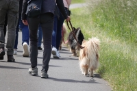 -Dateieigenschaften-Erstellungsdatum Lapphundetreffen Philippsthal 2022 (858).JPG