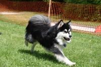 -Dateieigenschaften-Erstellungsdatum Lapphundetreffen Philippsthal 2022 (90).JPG