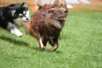 -Dateieigenschaften-Erstellungsdatum Lapphundetreffen Philippsthal 2022 (98).JPG