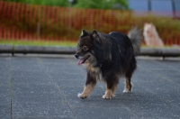DSC_0242.JPG