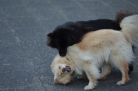 DSC_0263.JPG