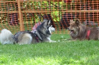 DSC_0521.JPG