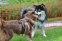 DSC_0523.JPG